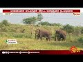 dharmapuri அருகே ஊருக்குள் உலா வரும் காட்டு யானைகள்.. பொதுமக்கள் அச்சம் wild elephants sunnews