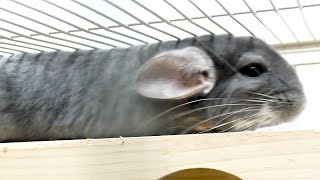 Flat chinchilla | Funny and Cute Chinchilla #Shorts