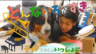 『どんないろがすき』／犬といっしょに＃おうちじかん