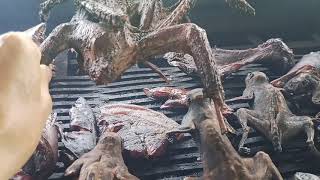 Makanan Eksotik (Exotic) Orang Hutan.