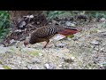 大雪山的藍腹鷴swinhoe s blue pheasant