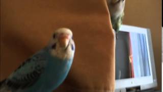 コザクラインコに襲われるセキセイインコ