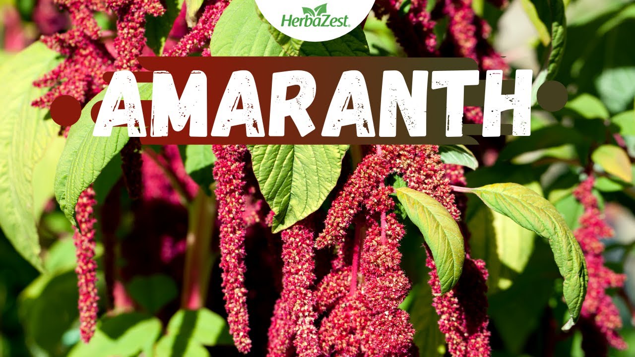 Amaranth - Herbazest - YouTube