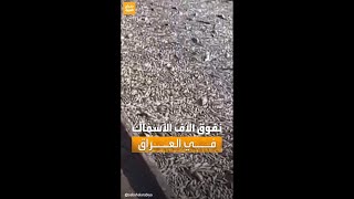 حديث السوشال | مشهد صادم.. نفوق مئات الآلاف من الأسماك في العراق