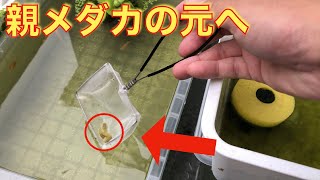 【メダカの稚魚】どのくらいで親メダカと一緒にすべきか？