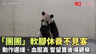 北市動物園大貓熊「團團」動作遲緩、血壓高 暫留置後場觀察 (台北市立動物園提供)