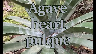 Making agave heart pulque.