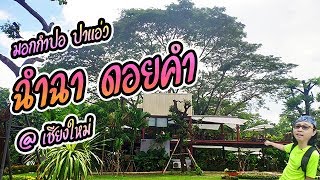 ฉำฉา ดอยคำ Chamcha at Doi Kham ร้านอาหาร บรรยากาศ ธรรมชาติ ต้นไม้ใหญ่ เหมาะสำหรับ ครอบครัว