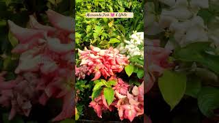 💕 Mussaenda Pink 💓 \u0026 White 🤍 Plant 🪴 Amazing Flowering Plant #mussaenda #pinkflowers #plants