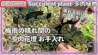 218{多肉植物} 梅雨の晴れ間 多肉花壇のお手入れ🌱Succulent