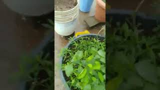 Fresh Galijeru | Punarnava Harvest #terracegardening  #nature #fresh #nature