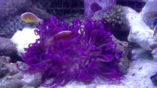 Purple Long Tentacle Anemone