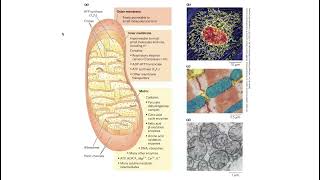 The mitochondrial Electron Transport Chain (ETC) – electron carriers, pass-offs, etc.