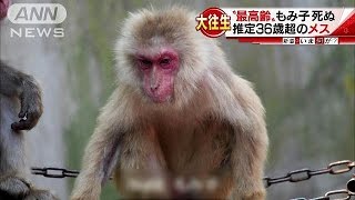 円山動物園のニホンザル・もみ子死ぬ　推定年齢36歳(16/06/10)