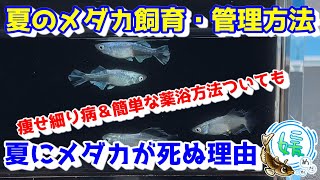 夏にメダカが死ぬ理由＆痩せ細り病＆簡単な薬浴方法ついて～夏場のメダカ飼育・管理方法～【媛めだか】