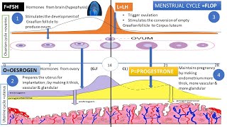 Menstrual cycle (Menstruation ); grade 12 life sciences | M. SAIDI | ThunderEDUC