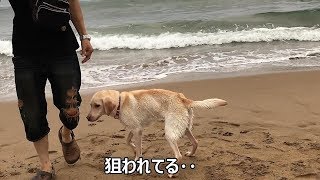 ロッキーちゃんと海遊び！　ヒメちゃんとロッキーはお友達