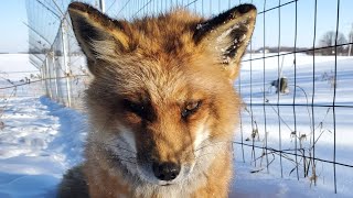 Finnegan Fox and Muttias pounce in snow piles