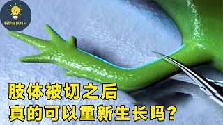 肢体被切也能重新长出，拥有超强再生能力的动物，人类能借鉴吗？【科学探照灯er】