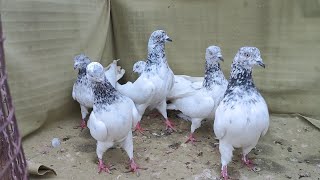 Top Quality Borderwale,Big Size Phike aur Kalsare Kabutar @Sayyed Pigeon Loft-7021412370