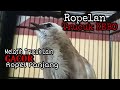 TRUCUK KEBO Ropel Melatih Trucukan Lain Ropel Panjang Dan Gacor