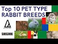 Top 10 Pet Type Rabbit Breeds