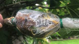 教你一种天然生根粉快速高压扦插无花果 Rooting powder for Fig tree cuttings