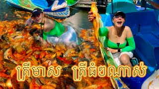 រមណីយដ្ឋានត្រីមាស ត្រីច្រើនណាស់ ធំៗសាហាវ។ #រមណីយដ្ឋានត្រីមាស