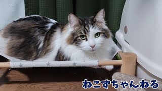 パパ帰ってこない不機嫌になる猫　メインクーン「まる」　ねこずちゃんねる746 #猫 #ねこ #cat  #メインクーン  #巨猫