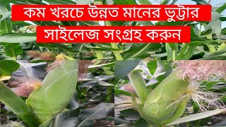 কম খরচে উন্নত মানের ভুট্টার সাইলেজ সংগ্রহ করুন| amar krisi chitro |