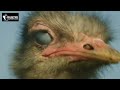 উটপাখি ostrich animal documentary amusetime