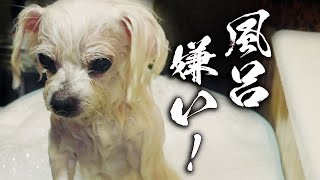 お風呂嫌い！🐶白犬まるの入浴＆シャンプー