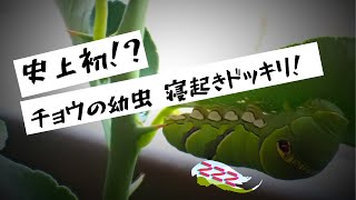 史上初！？チョウの幼虫 寝起きドッキリ！臭角とは【昆虫すごいぜ！】蝶太郎物語りNo.3