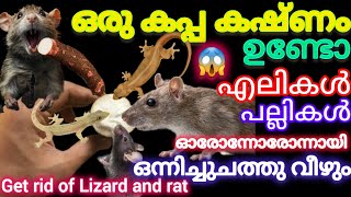 കപ്പ കർഷകൻ പറഞ്ഞ സൂത്രം😱എലികൾ പല്ലികൾ ഓരോന്നായി ചത്തു വീഴുവാൻ ഈ കിടിലൻ സൂത്രംചെയ്യൂget rid of Lizard