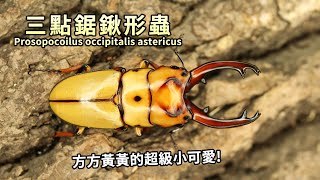 【山林蟲坊】三點鋸鍬形蟲：方方黃黃的小可愛 | Prosopocoilus occipitalis astericus: Square and Yellow Cute Stag Beetle