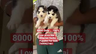 8000 Mai Siberian Husky !! Call Me 7499927461 !! #husky #shorts #ytshorts #shortvideo #viral #dog