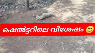 ഷെൽട്ടർ പത്തരിപ്പാല... വീഡിയോ മുഴുവൻ കാണുക pls subscribe