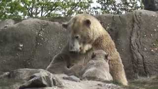 Olinka the polar bear nurses her twin cubs at Diergaarde Blijdorp, Rotterdam, the Netherlands