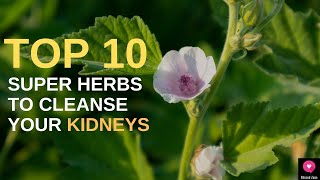 Top 10 Super Herbs To Cleanse Your Kidneys | Blissed Zone