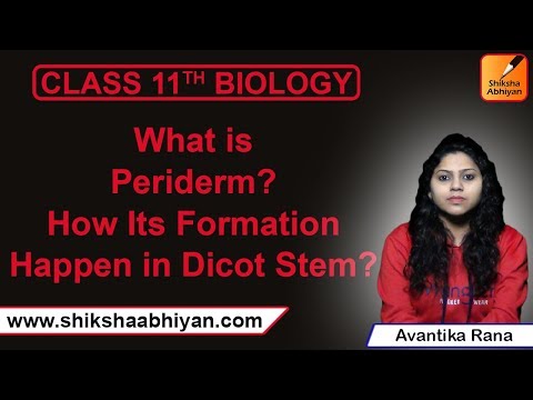 What is Periderm Class 11?
