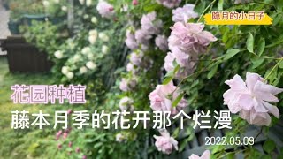 院子养花：花园种植！春天里的影像！花园里藤本月季花开那个浪漫！隐月的小日子