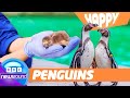 🐧 Penguin Dads & Baby Cats! |Happy News | Newsround