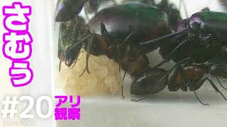 女王アリ飼育#20 冬支度と謎の粉【ムネアカオオアリ】