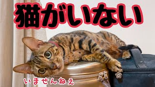 帰宅したら猫4匹いない…