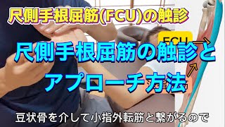 尺側手根屈筋の触診とアプローチ方法