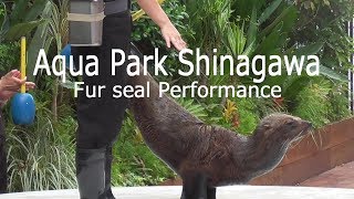 アクアパーク品川「オットセイのショー」2019/ Aqua Park Shinagawa「Fur seal」