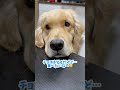 お姉ちゃんのアイスを狙うゴールデンレトリバーのべる＆雑種犬のばむです🐶🍫🍦😋 shorts dog goldenretriever