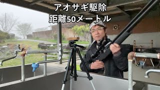 空気銃　アオサギ駆除　距離５０メートル