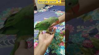 adorable parrot 😱100k😱 #viral #parrot