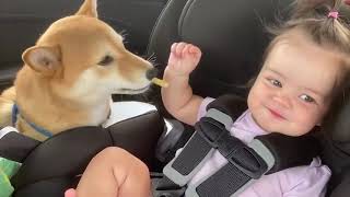 Cute Babies Playing With Dogs Compilation   Funny Baby And Pets